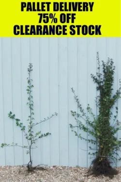 Quickthorn (hawthorn) Bare Root Hedging 125-150cm 48-60in