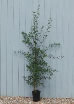 Quickthorn (hawthorn) Potted Hedging 175-200cm 72-78in
