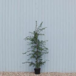 Quickthorn (hawthorn) Potted Hedging 200-250cm 78-102in