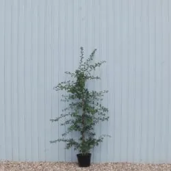 Quickthorn (hawthorn) Potted Hedging 200-250cm 78-102in