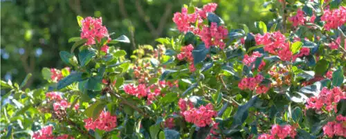 BUY RED ESCALLONIA HEDGING PLANTS AND SHRUBS ONLINE FROM HOPES GROVE NURSERIES