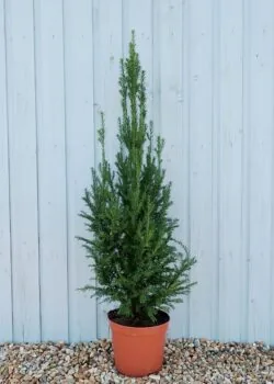 Yew English Potted Hedging 80-100cm 30-42in
