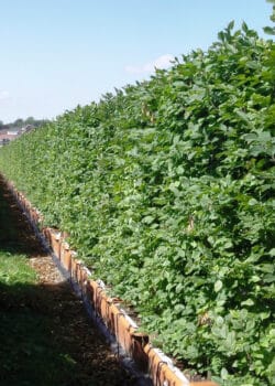 Beech Green Instant Hedging 180-200cm 72-78in