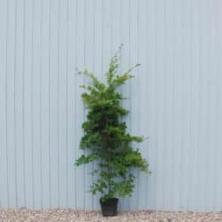 Beech Green Potted Hedging 175-200cm 72-78in