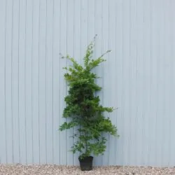 Beech Green Potted Hedging 175-200cm 72-78in