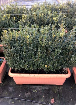 Box Common Instant Hedging 60-80cm 24-36in