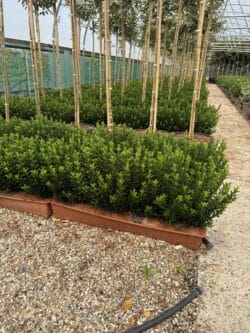 Euonymus Japonicus Green Spire Instant Hedging 35-40cm 168-0in