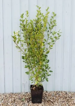 Griselinia Littoralis Potted Hedging 120-140cm 48-54in
