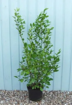 Griselinia Littoralis Potted Hedging 125-150cm 48-60in