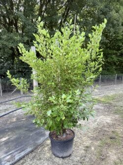 Griselinia Littoralis Potted Hedging 180-200cm 72-78in