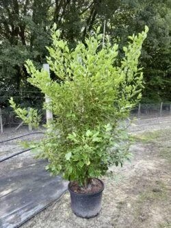 Griselinia Littoralis Potted Hedging 180-200cm 72-78in