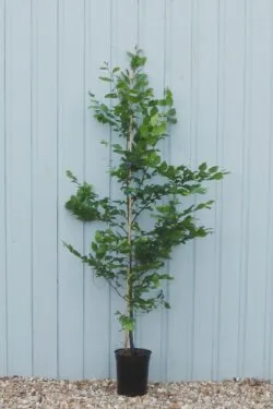Hornbeam Potted Hedging 125-150cm 48-60in