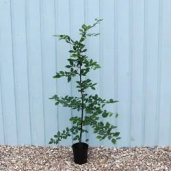Hornbeam Potted Hedging 90-120cm 36-48in
