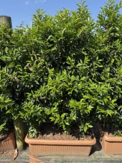 Laurel Portugal Instant Hedging 150-160cm 60-66in