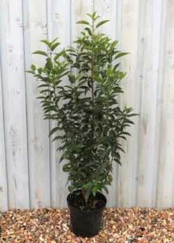 Laurel Portugal Potted Hedging 90-120cm 36-48in