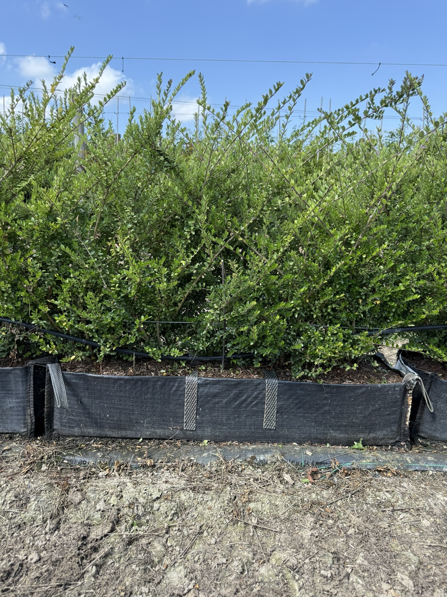 Lonicera Nitida Elegant Hedging - Hopes Grove Nurseries