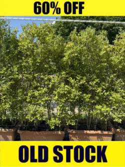 Privet Golden Instant Hedging 160-180cm 768-0in