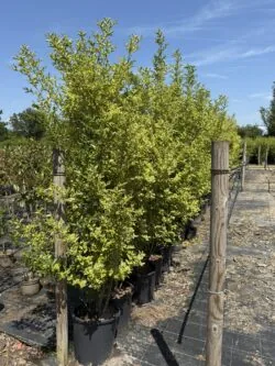 Privet Golden Potted Hedging 175-200cm 72-78in