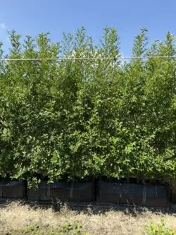 Privet Green Instant Hedging 200cm 78-0in