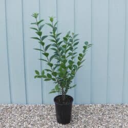 Privet Green Potted Hedging 40-60cm 192-0in