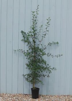 Quickthorn (hawthorn) Potted Hedging 150-175cm 60-72in