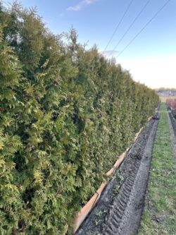 Thuja Plicata Atrovirens Instant Hedging 180-200cm 72-78in