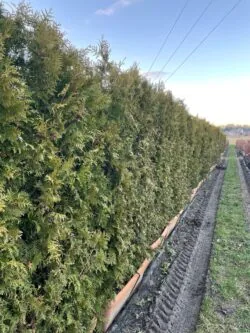 Thuja Plicata Atrovirens Instant Hedging 180-200cm 72-78in