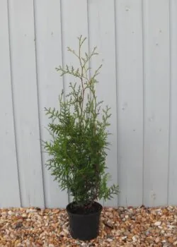 Thuja Plicata Atrovirens Potted Hedging 40-60cm 192-0in