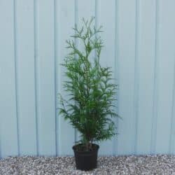 Thuja Plicata Atrovirens Potted Hedging 60-80cm 24-36in