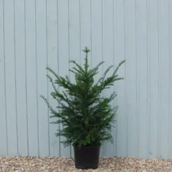 Yew English Potted Hedging 120-140cm 48-54in