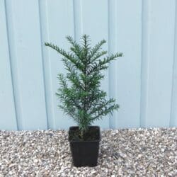 Yew English Potted Hedging 40-60cm 18-24in
