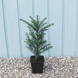 Yew English Potted Hedging 40-60cm 18-24in