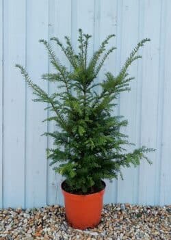 Yew English Potted Hedging 80-100cm 30-42in