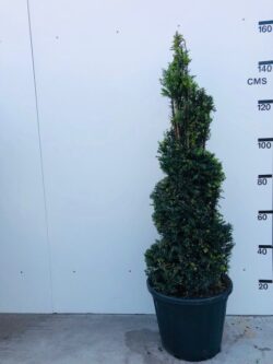 Yew English Yew Spiral Shape Potted Topiary  1440-0in