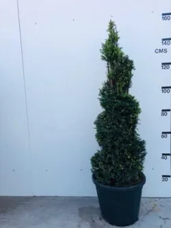 Yew English Yew Spiral Shape Potted Topiary  1440-0in