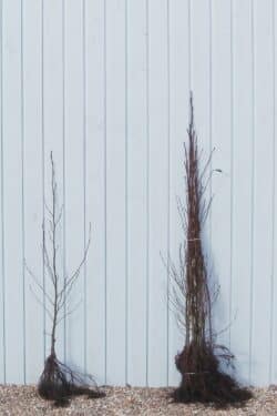 Alder Common Bare Root Hedging 125-150cm 48-60in