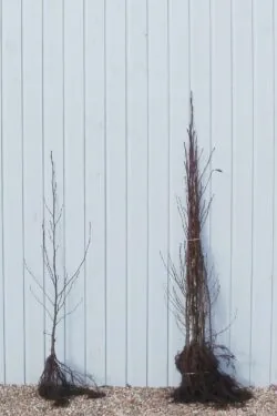 Alder Common Bare Root Hedging 125-150cm 48-60in