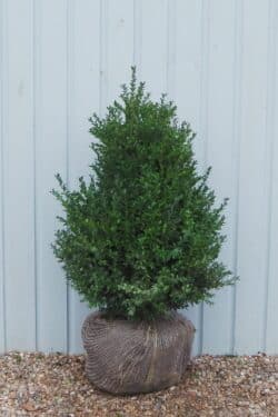 Box Common Rootball Hedging 80-100cm 30-42in