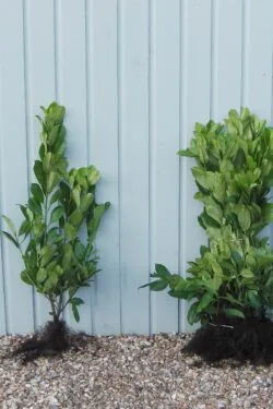 Laurel Common Bare Root Hedging 80-100cm 30-42in