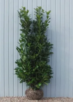 Laurel Common Rootball Hedging 200-225cm 78-90in