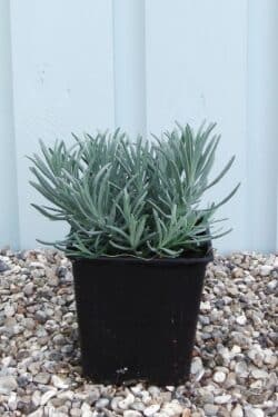 Lavender Grosso Potted Hedging 5-10cm 24-0in
