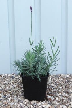 Lavender Hidcote Potted Hedging 5-10cm 24-0in