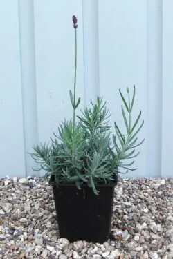 Lavender Hidcote Potted Hedging 5-10cm 24-0in
