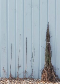 Native Hedge Mixes Bird Friendly Mix Bare Root Mixed Native 40-60cm 18-24in