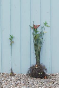 Spindle Bare Root Hedging 40-60cm 18-24in