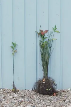 Spindle Bare Root Hedging 40-60cm 18-24in