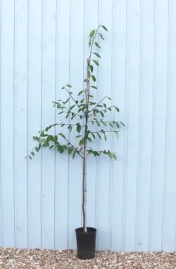Amelanchier Lamarckii Potted Hedging 125-150cm 48-60in