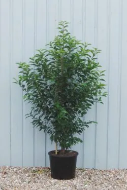 Laurel Portugal Potted Hedging 150-175cm 60-72in