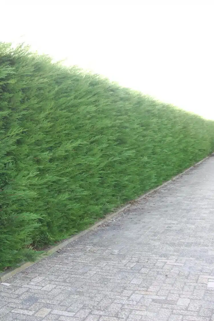 Leylandii Green Potted Hedging  2400-0in