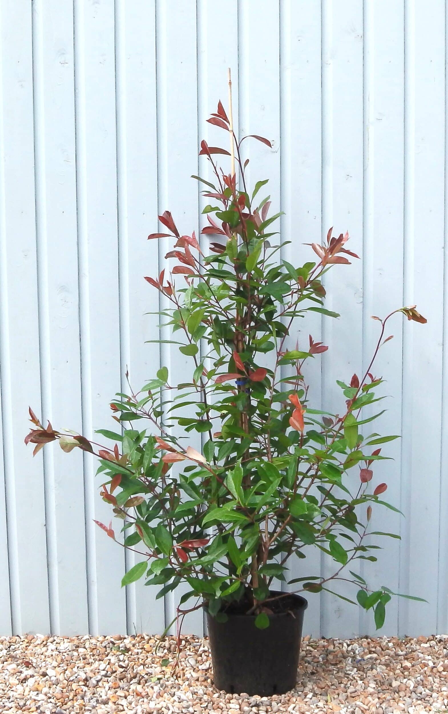 Photinia Red Robin Hedging for Sale | Hopes Grove Nurseries
